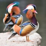 Male Mandarin Duck Stock Photo