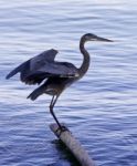 Beautiful Isolated Photo Of A Great Blue Heron Standing On A Log Stock Photo