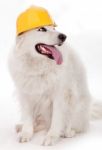 Dog Wearing Yellow Helmet Stock Photo