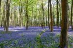 Glorious Spring Day In Wepham Woods Stock Photo