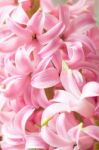 Pink Pearl Hyacinth Stock Photo