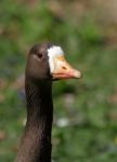 Greenland White Fronted Goose Stock Photo