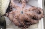 Fresh Octopus  At The Food Market Stock Photo