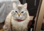 Portrait Of A Siamese Cat Indoor Stock Photo