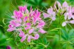 Close Up Pink Cleome Flowers Filled With Dew Drops Stock Photo