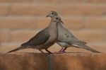 Two Mourning Doves Stock Photo
