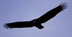 Isolated Picture With A Vulture In The Sky Stock Photo