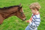 Young Boy Feeding A Newborn Foal Stock Photo