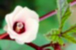 Blur Background Flower Stock Photo