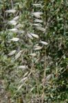 Wild Grasses In Sardinia Stock Photo