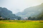 Close Up Rice Fields On Terraced Of Yellow Green Rice Field Landscape Stock Photo