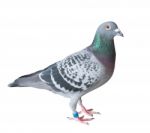 Side View Full Body Of Homing Pigeon Bird Isolated White Background Stock Photo