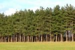 Forest Of Firs Stock Photo