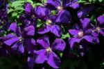 Sunlit Blue Clematis With An Abundance Of Flowers Stock Photo