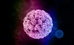 Papilloma Virus Stock Photo