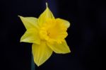 Golden Daffodil Stock Photo