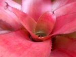 Tropical Plant (bromeliad, Pineapple Family) Stock Photo