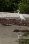 Heron Stock Photo