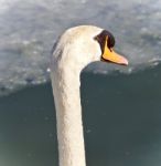 Beautiful Isolated Image Of A Mute Swan In Water Stock Photo