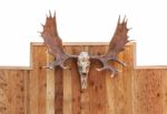 Skull Moose Hung On Wall Stock Photo