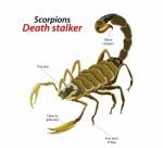 Scorpion Death Stalker Stock Photo