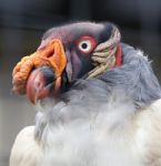 Funny Portrait Of A King Vulture Stock Photo