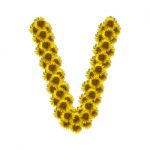 Isolated Sunflower Alphabet V Stock Photo