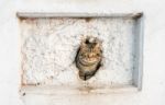 Cat Peeking Out Of A Hole In The Wall Stock Photo