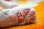 Cat's Paws Stock Photo