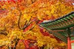 Roof Of Gyeongbukgung And Maple Tree In Autumn In Korea Stock Photo