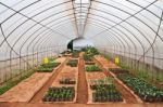Vegetable Planting In Modern Farm Stock Photo