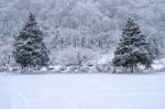 Winter Trees Covered With Fresh Snow Stock Photo
