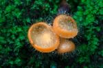 Hairy Cup Fungi Stock Photo
