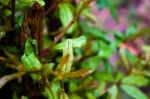 Pomegranate Tree Leaves Stock Photo