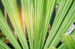 Palm Leaves After Rain Stock Photo