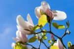 Magnolia Tree Flowering Stock Photo