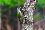 Gray-headed Woodpecker In A Spring Forest Stock Photo