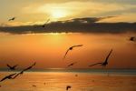 Silhouette Of Flying Seagulls On Sea Sunset Stock Photo