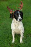 Spaniel Reindeer Stock Photo