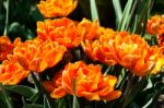Red Orange Tulips Garden Stock Photo