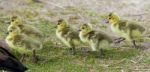 Beautiful Photo Of The Company Of Cute Chicks Of The Canada Geese Stock Photo