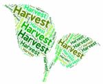 Harvest Word Shows Grain Produce And Text Stock Photo