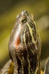 Head Of A Florida Redbelly Turtle (pseudemys Nelsoni) Stock Photo