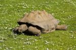 Aldabra Tortoise Stock Photo