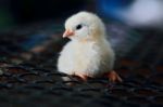 White Leghorn Chick Stock Photo