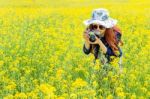 Woman Taking Photos At A Rapeseed Flowers Stock Photo