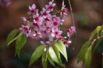 Wild Himalayan Cherry Flower Stock Photo