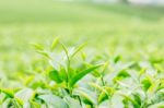 Leaf Of Green Tea Stock Photo