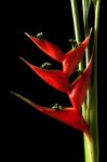 Heliconia Stricta Still Life On Black Background Stock Photo