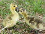 Funny Reaction Of The Chick On The First Kiss Stock Photo